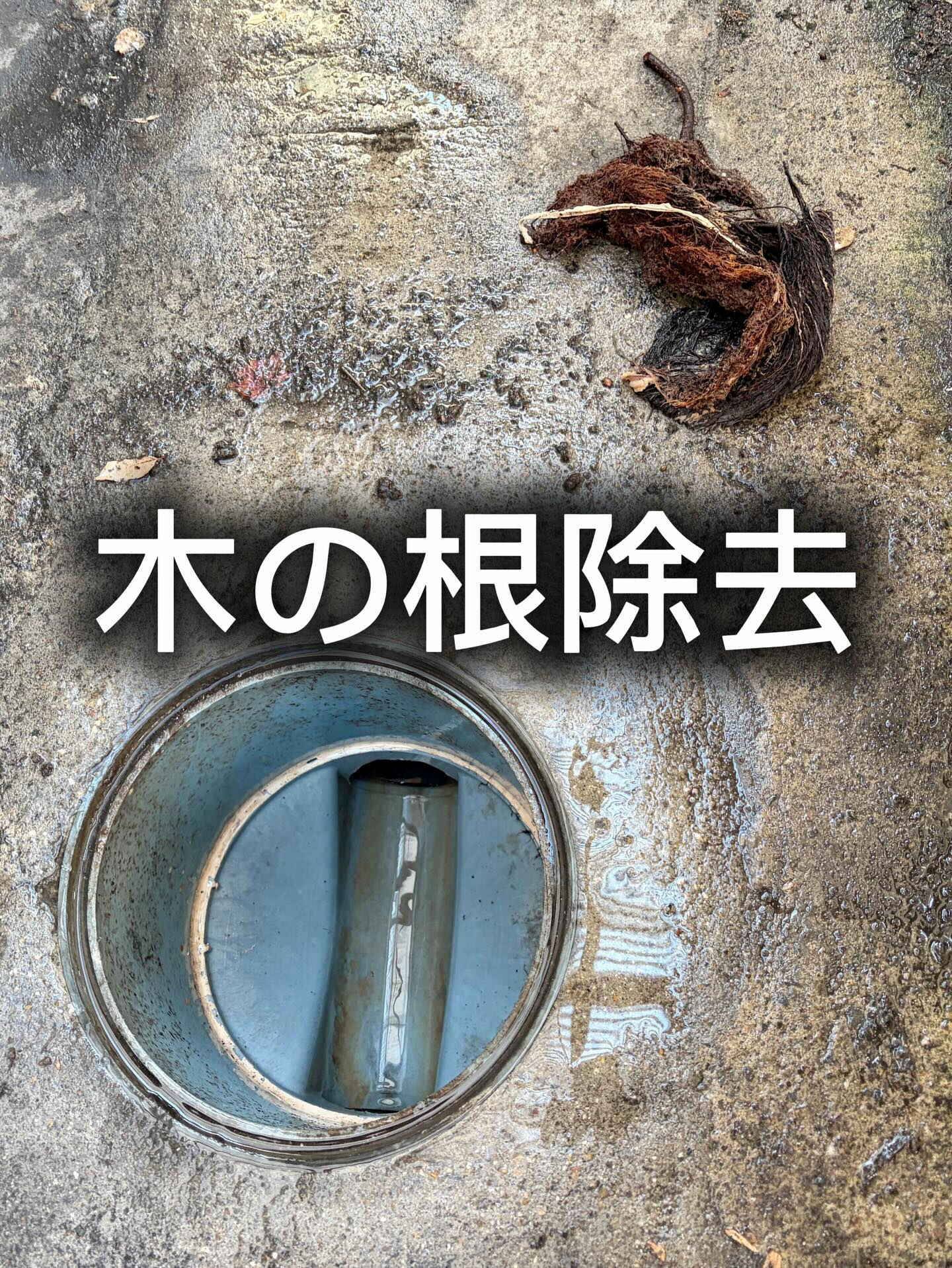 正直に言います